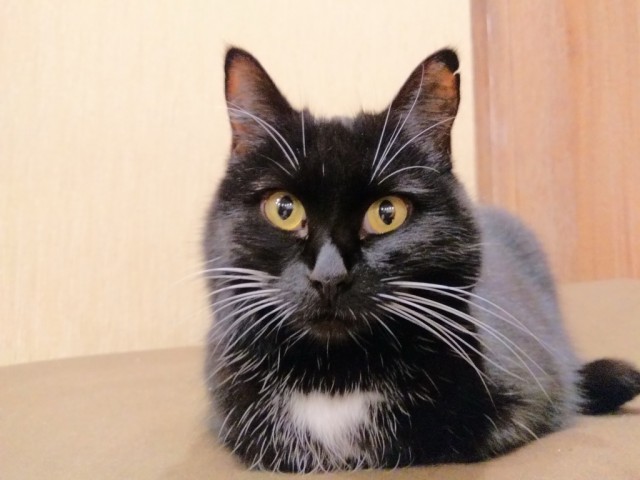 Кот веганов