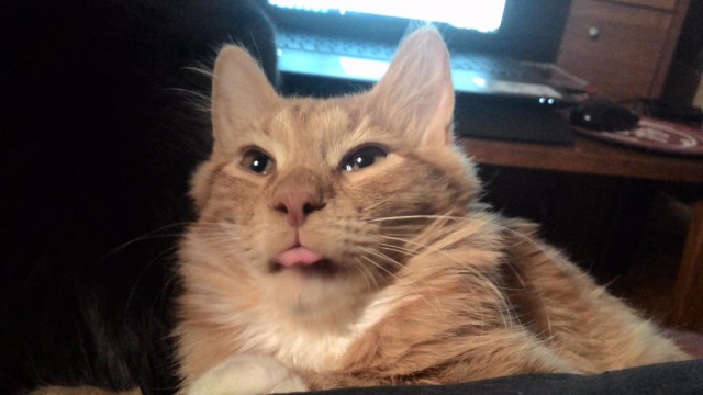 Котовторник  14.02.2017