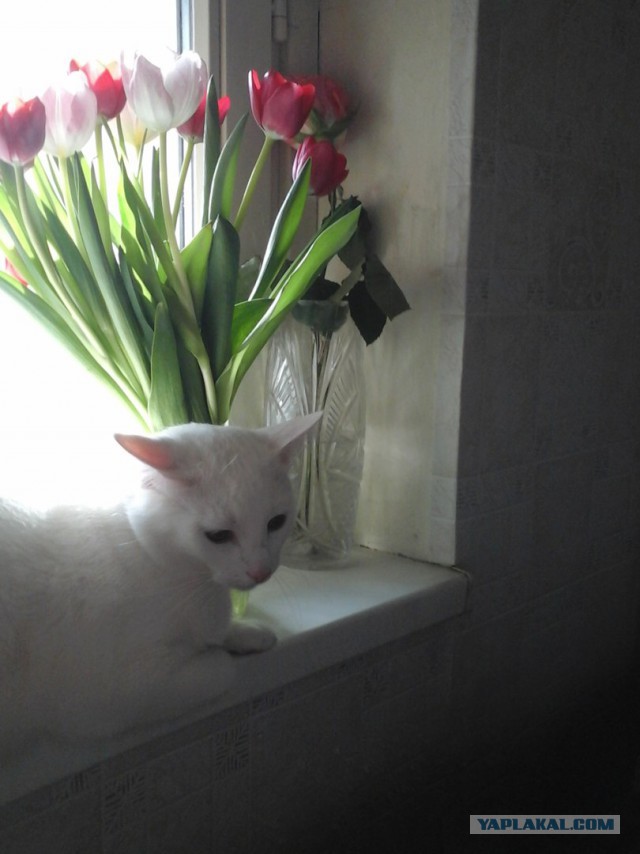 Котовторник 28.03.2017