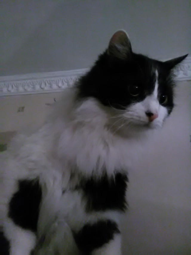 Котовторник 11/04/2017