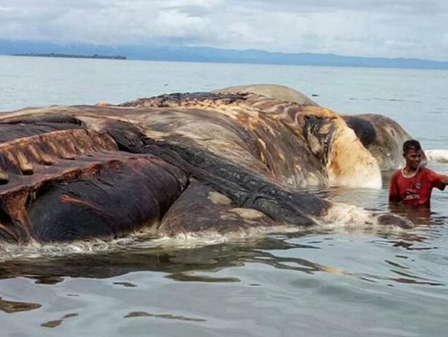 Да это же Кракен! В Индонезии на берег выбросило морское существо, похожее на гигантского кальмара или кашалота