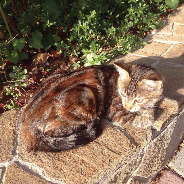 Коты и Кошки