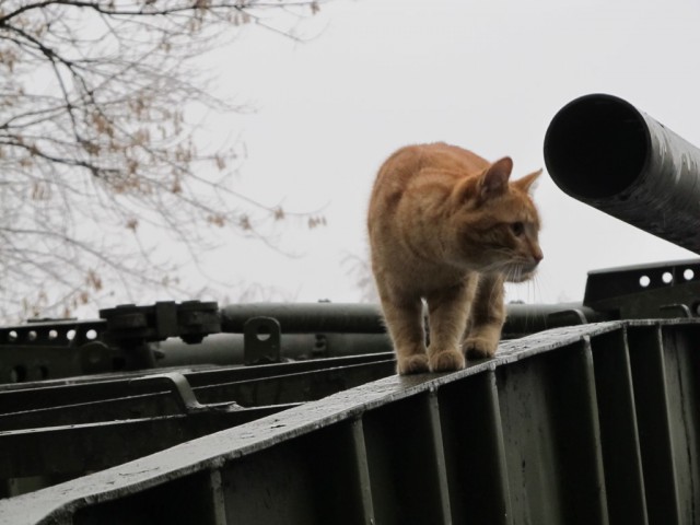 Бронекоты Центрального музея Вооруженных сил