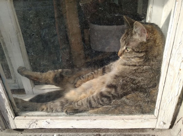 Прикольных котов пост