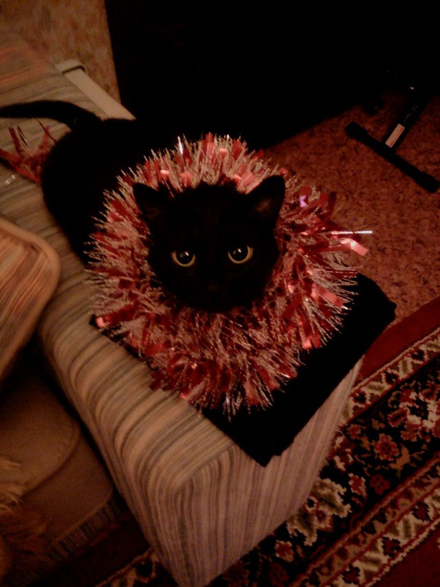 Живность из сети