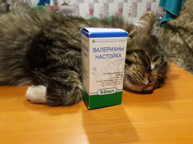 Живность из сети