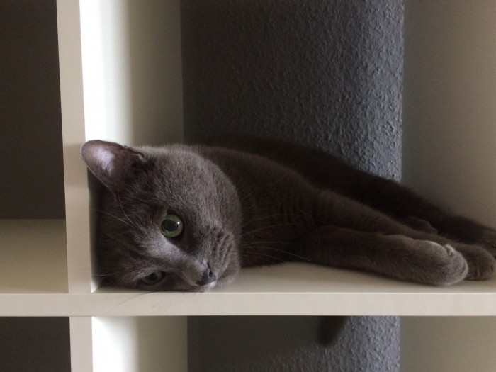 Котовторник 26.06.2018