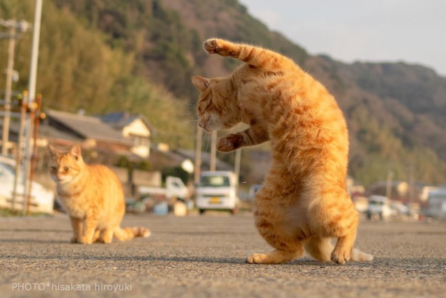 Немного милоты
