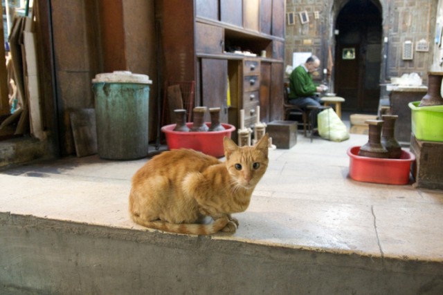 Котовторник в Египте