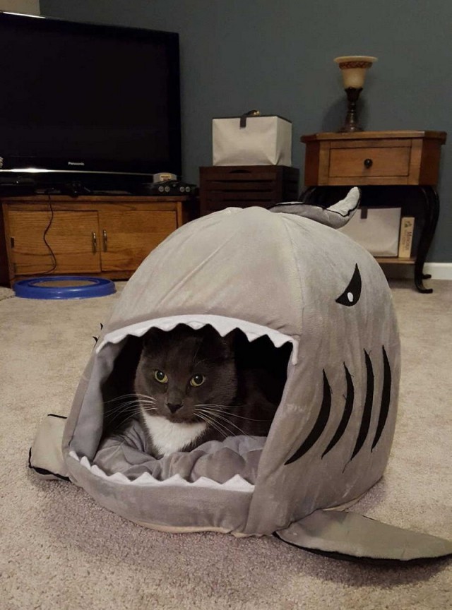 Прикольных котов пост