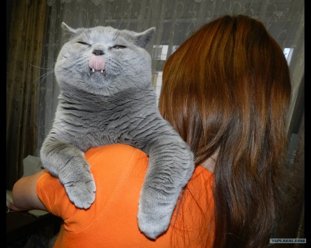 Котовторник, для любителей кошек