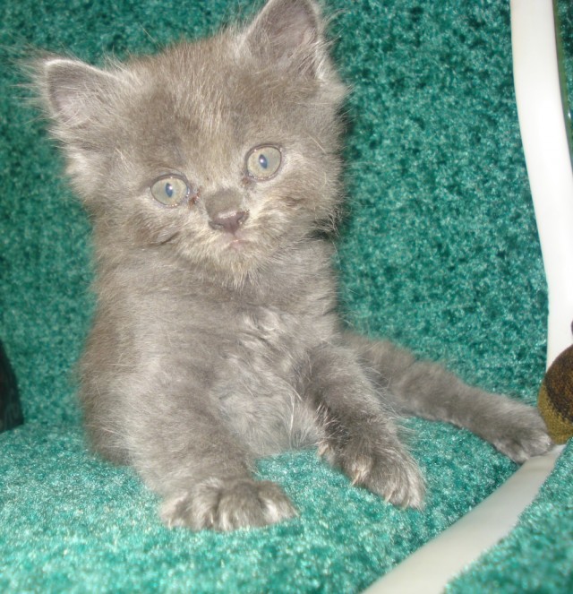Сонный Котовторник