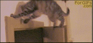 Кот и дверь