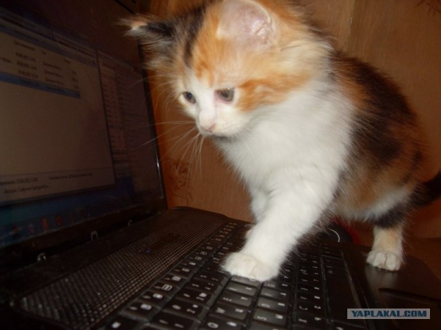 Котовторник так котовторник!