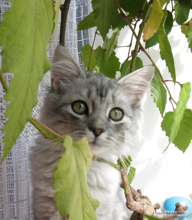 Котовторник 22.11.11
