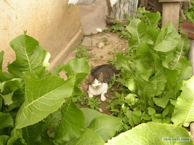 Котовторник (10.01.2012)