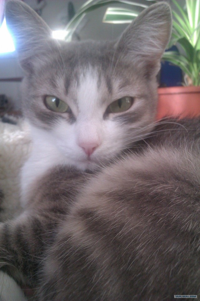 Котовторник (24. 01. 2012 )