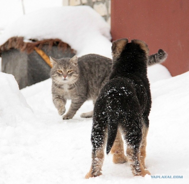 КОТОВТОРНИК (6.03.2012)