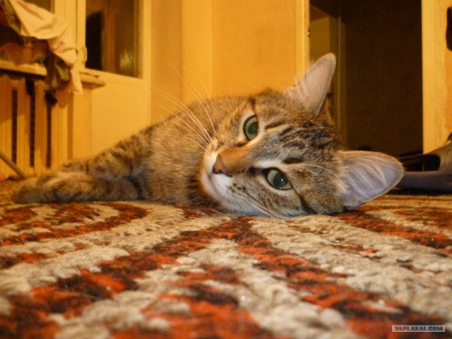 Котовторник! 13.03.2012