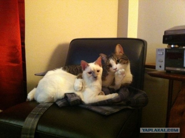 Котовторник 1 мая 2012