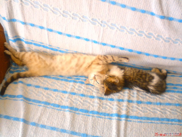 Котовторник 22.05.2012