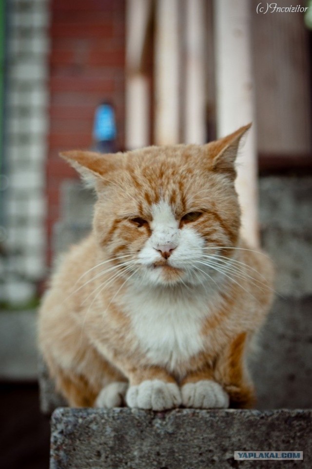 Котовторник  16.10.12