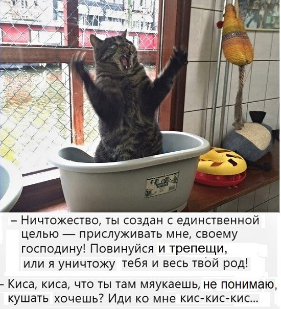 Анекдоты, соц-сети, истории и картинки с надписями