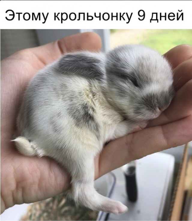 Живность из сети