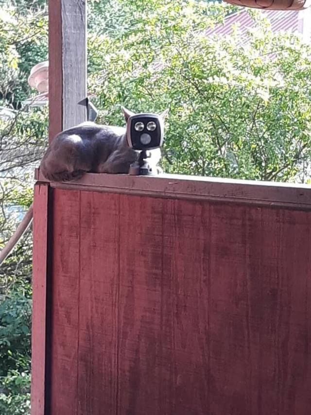 Котовторник! начнем? 04.06.19