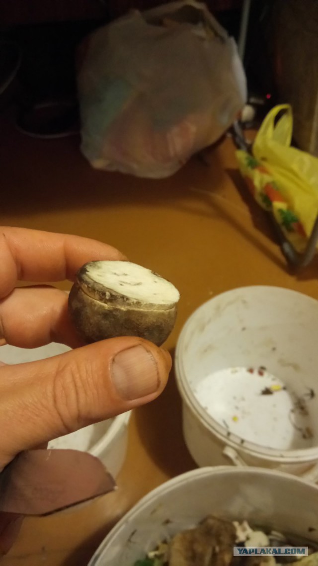 Лютики цветочки у жены в садочке.