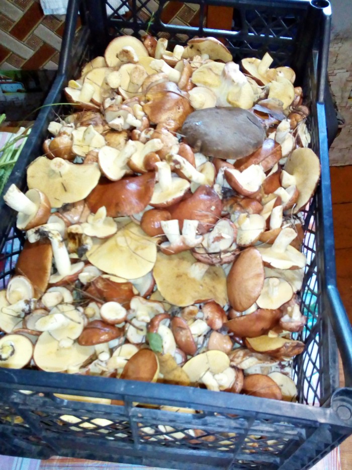 Подарки из леса