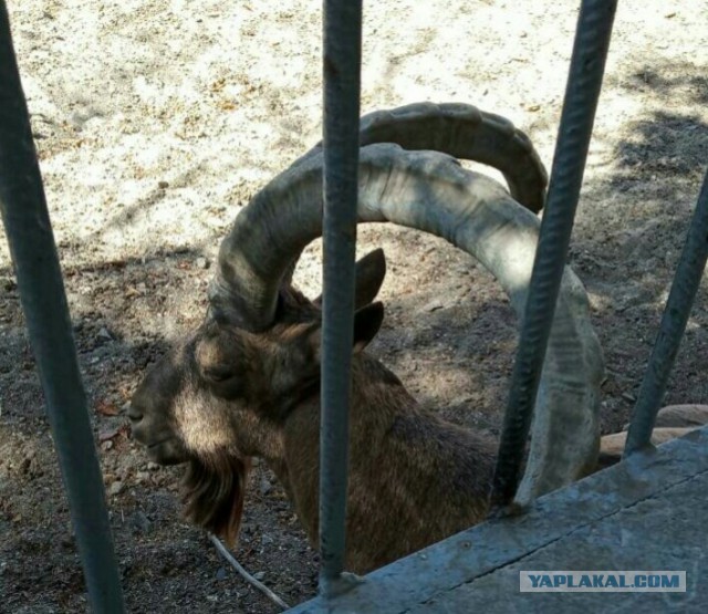 Ездил я в Одессу, значит