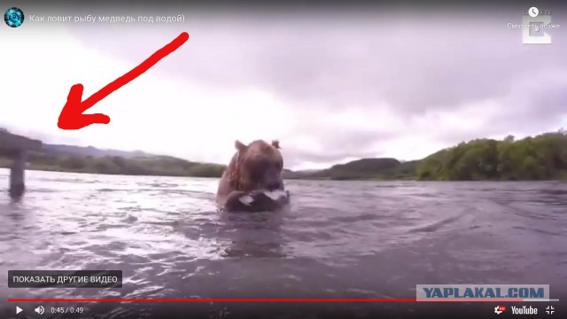 Медведь ловит рыбу