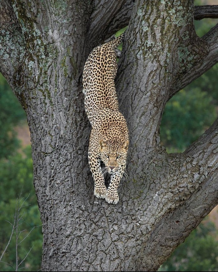 Кошки