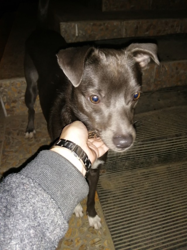 Живность из сети