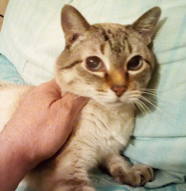 Котейка. Позитива пост. Эволюция?