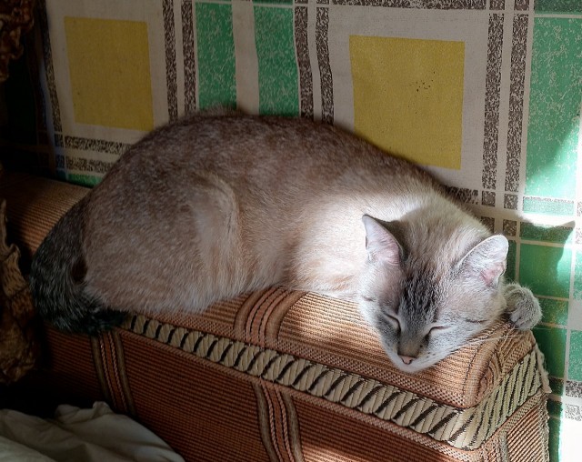 Коты, которые спят где попало и как попало