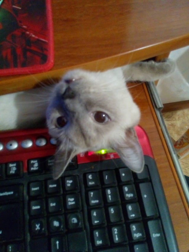 Эти забавные животные