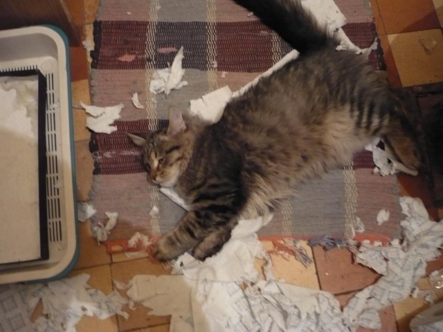 Кот-шредер - уничтожитель бумаги