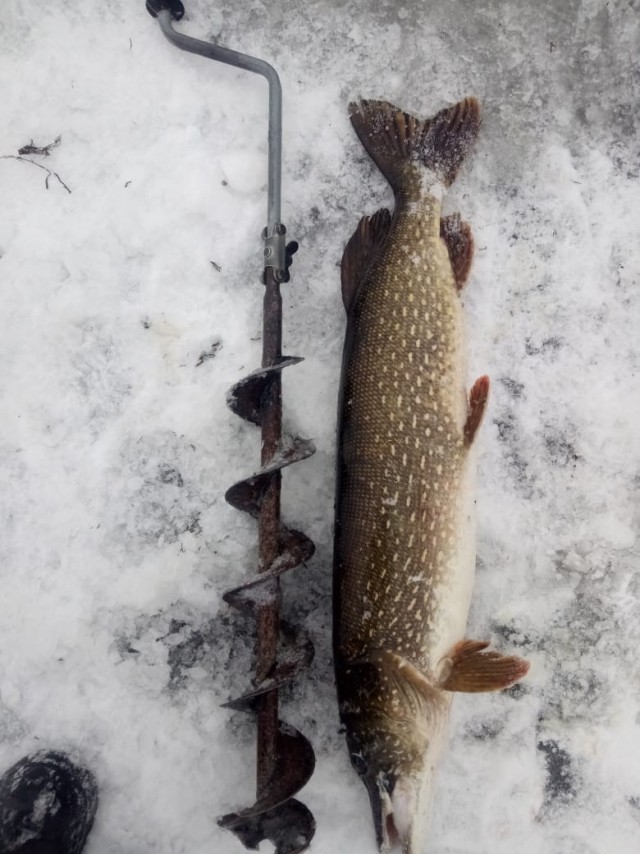 Лето, речка, караси