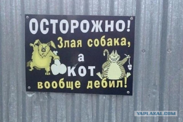 Кот отбился от волка