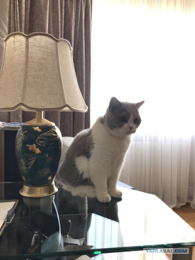 Хвалитесь своими кошечками
