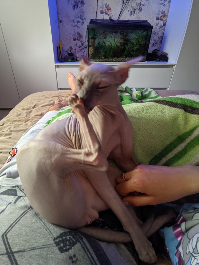 И снова день кошачий!