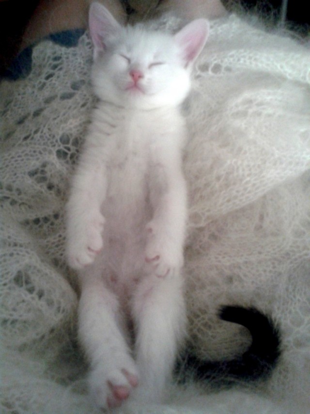 Дадим имя коту!?