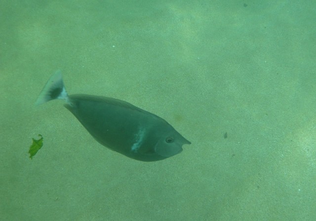 Деревенская Америка