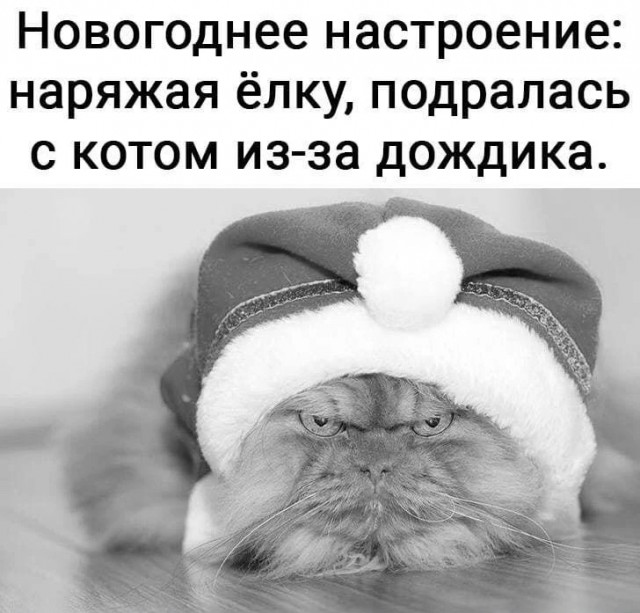 Весёлый полтишок 26.12.2022