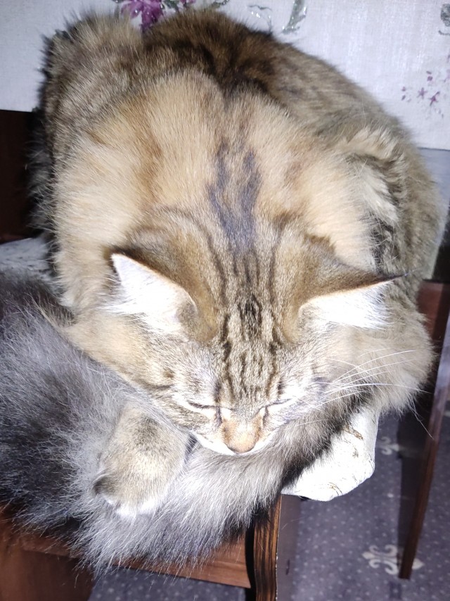 Начинаем котовторник.