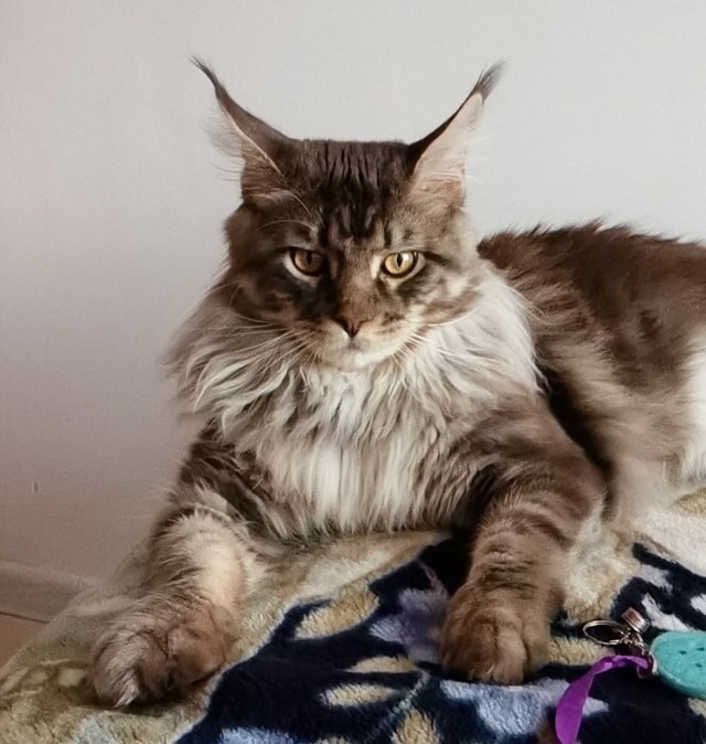 Мой кот