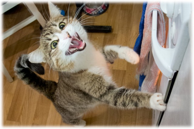 Острые томатные супы, Mitsv + FrauMarta = помидор