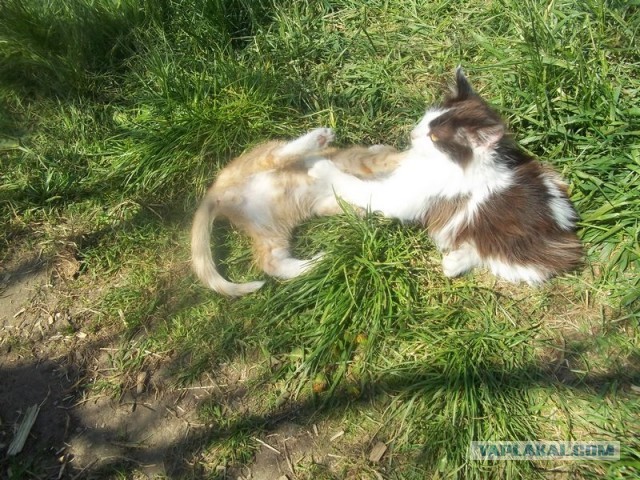 Жизнь домашнего приюта для котеек 446